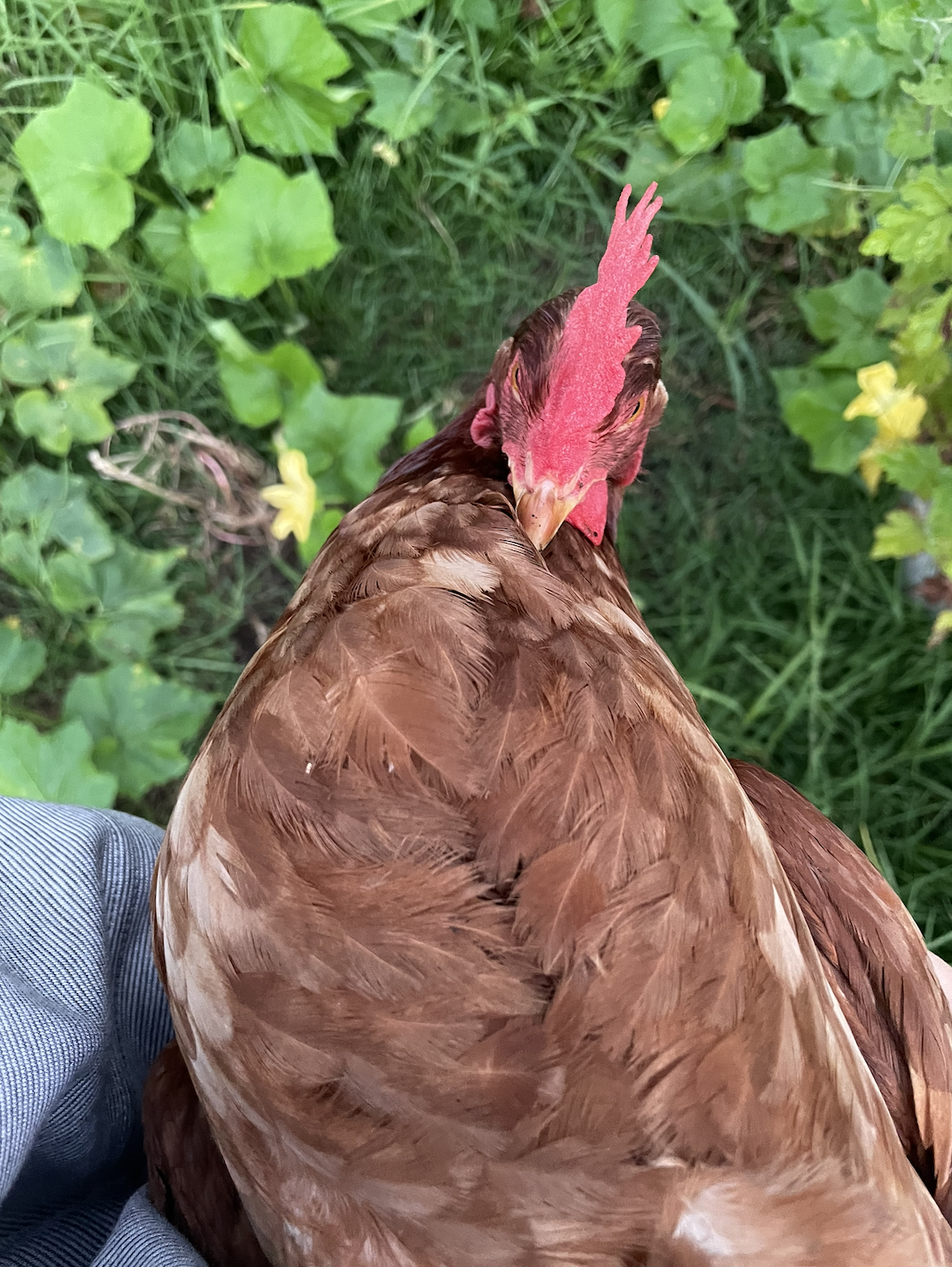Two Peck 1